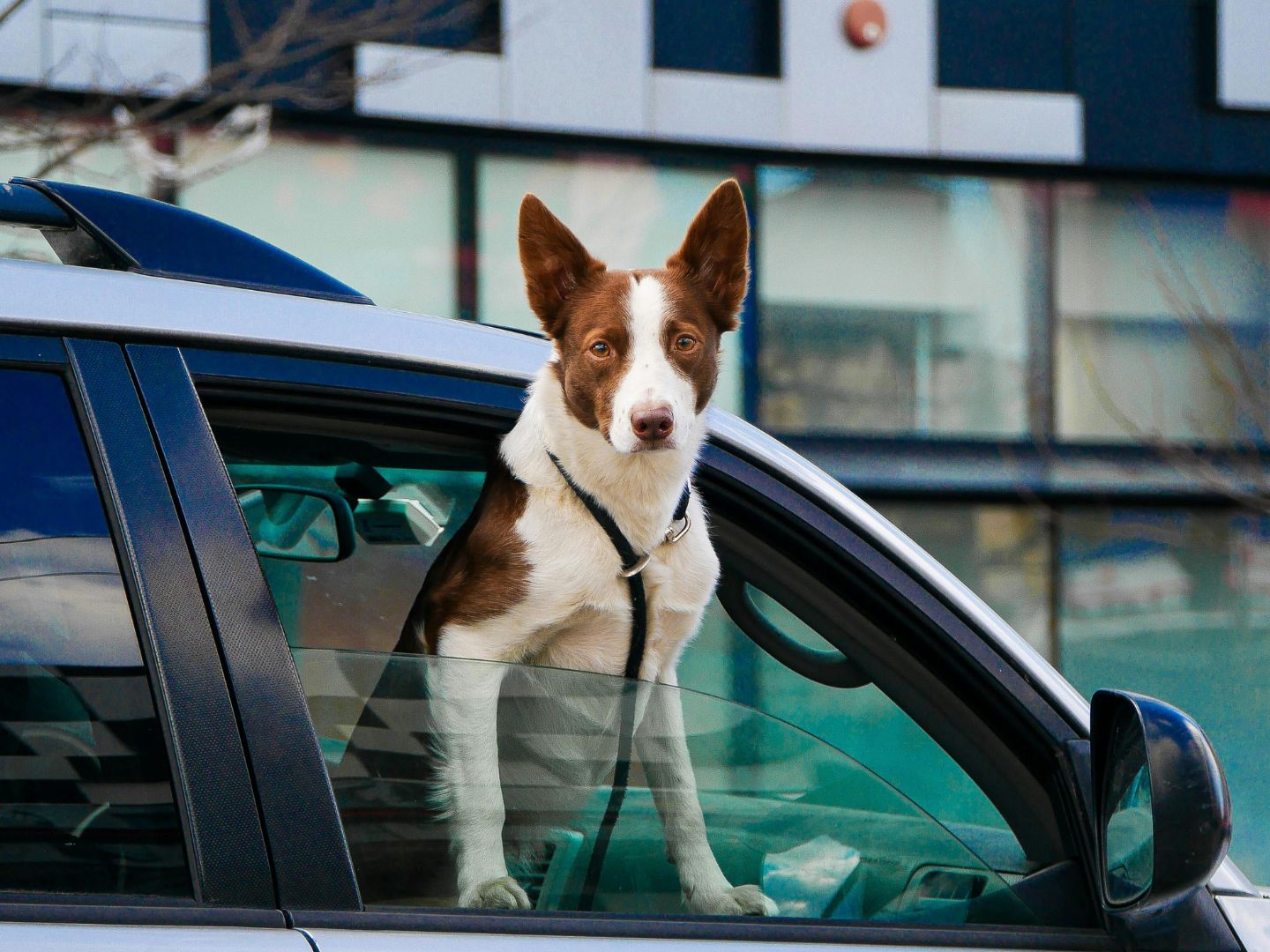 How Many Dogs Die in Car Accidents Data and Statistics