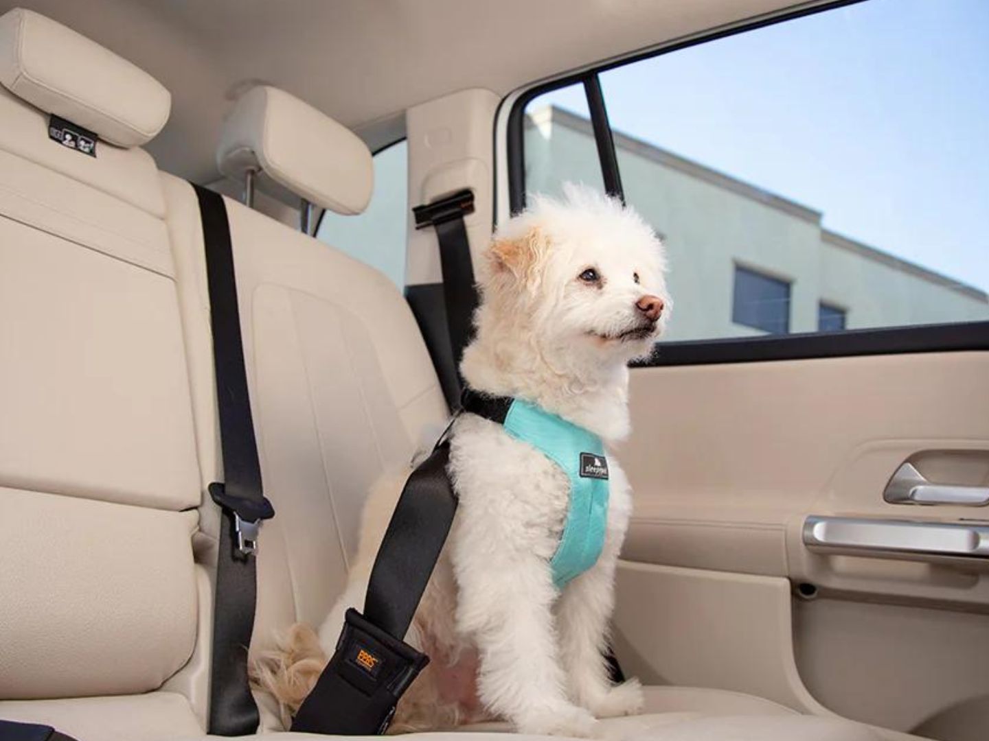 Seatbelt Harness For Crash Tested Dog Harness 2017 KONG Ultimate Safety  Tether Dog Seat Belt
